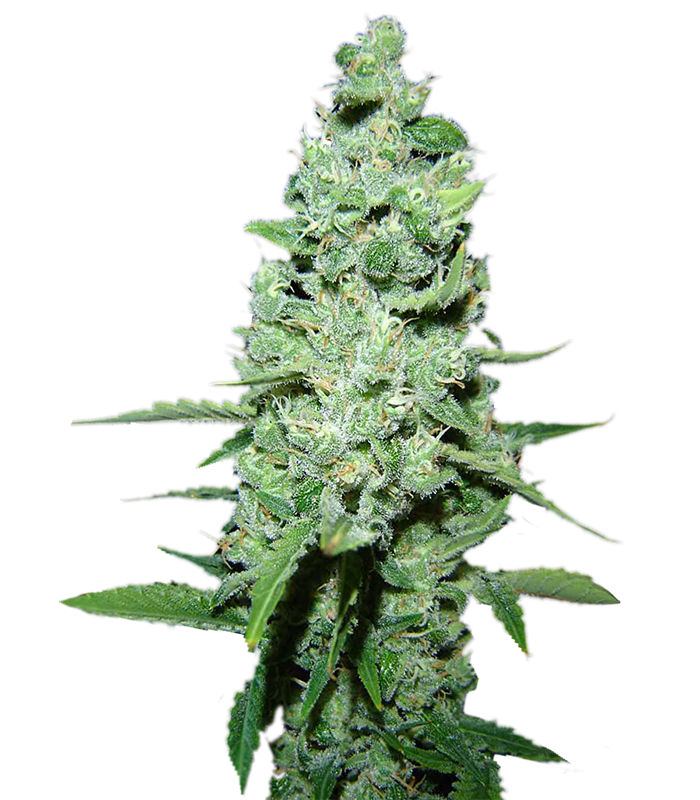 Семена марихуаны в воронеже видео цветение марихуаны