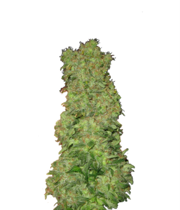 Сорт конопли nirvana дреды с марихуаной