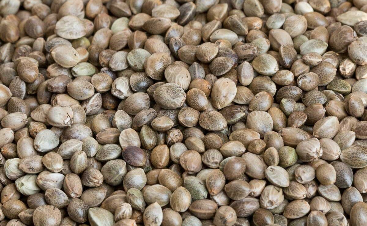 Покурить семена конопли сколько зреет марихуана