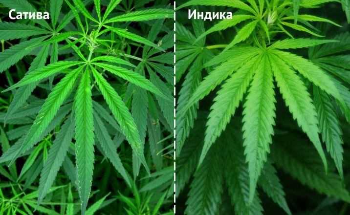 Где в ульяновске купить марихуану скачать с официального сайта start tor browser официального сайта hydra2web